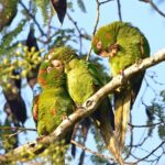 Join the First Caribbean Parrot Conservation Summit at BirdsCaribbean 2026 Conference
