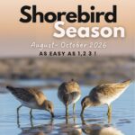 Shorebird Season 2026: It’s as Easy as 1,2,3!