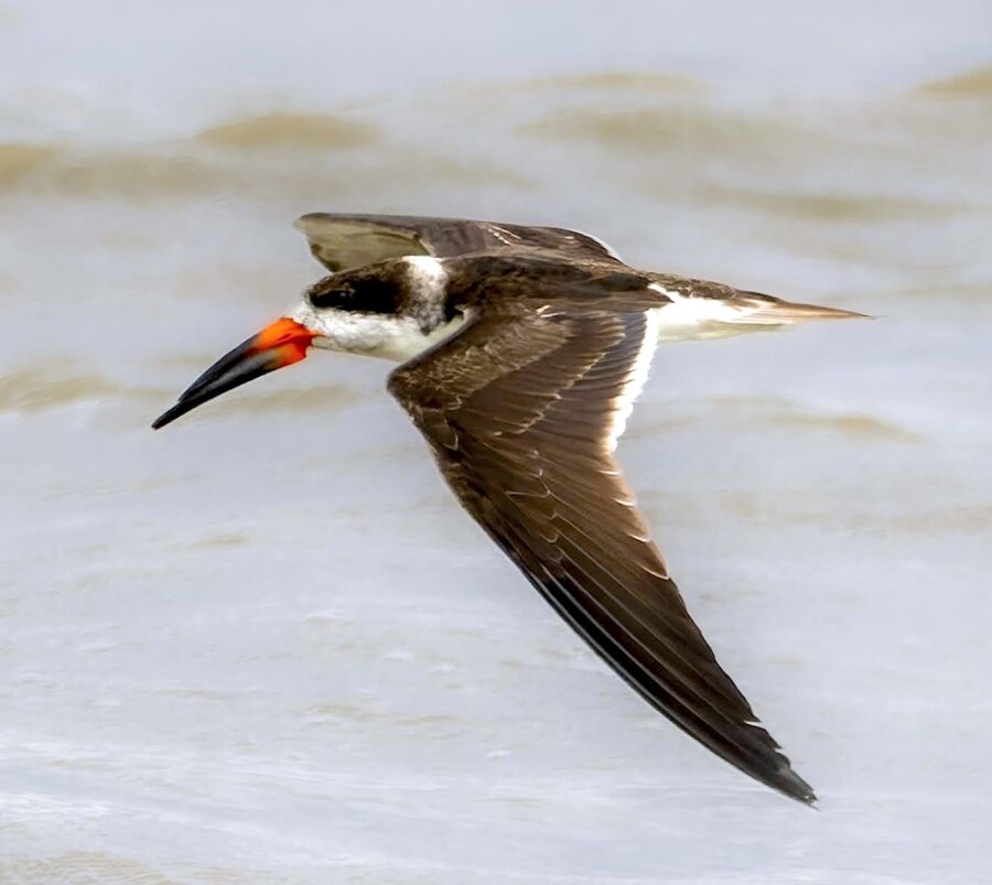 Photo of black skimmer in flight.