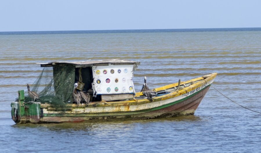 Photo of Brown Pelicans resting on a fishing boat.