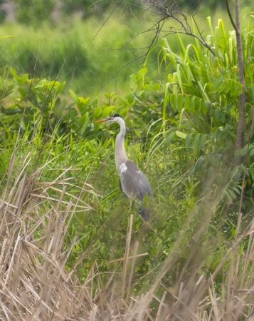 Side profile of a Cocoi Heron standing in the bushes.