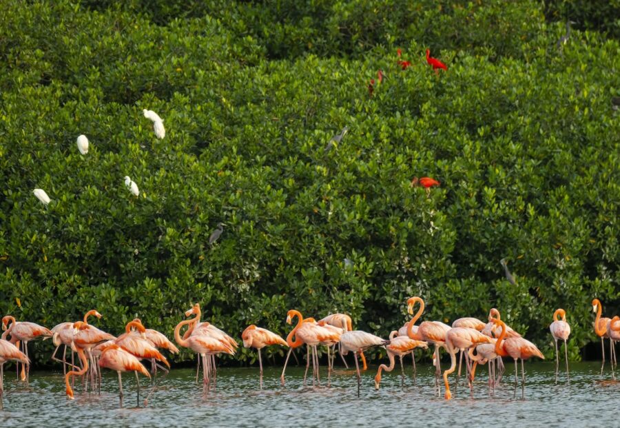 Photo of flock of falmingos at the Caroni Swamp. In the background there are mangrove trees with Scarlet Ibises and egrets flying over. There is also a heron perched in one of the the tree.