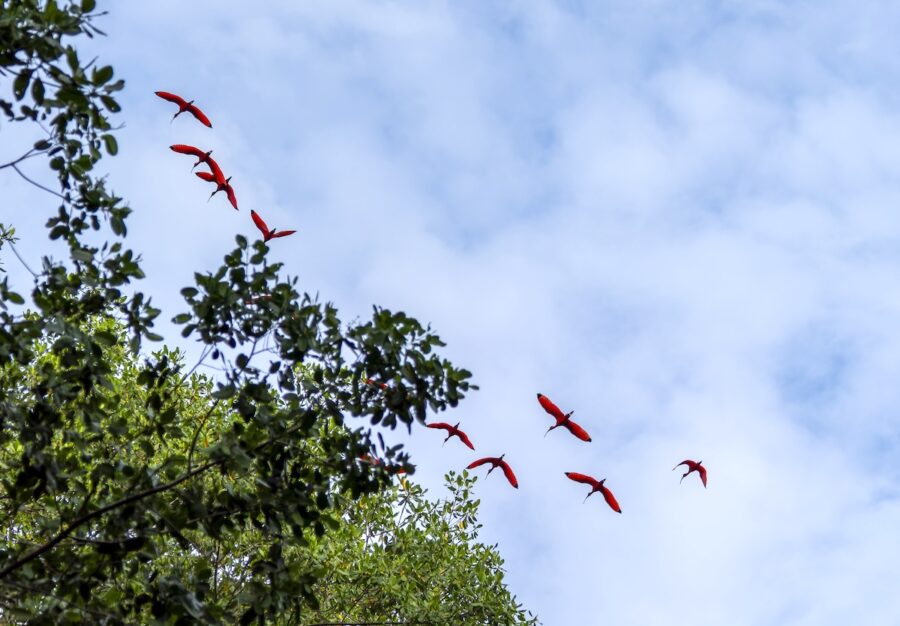 Photo of flock of Scarlet Ibis flying over the Caroni Swamp, as seen from a boat.