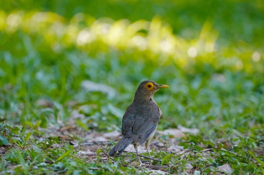 photo of Spectacled Thrush on the ground at the Royal Botanical Gardens in Trinidad. 