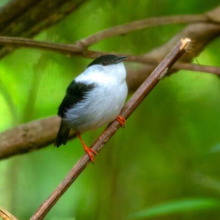 Photo of a White-beared Manakin perched on a branch.