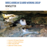 Tracking, Censuses, and Species Recovery: All in the Latest Seabird Working Group Newsletter!