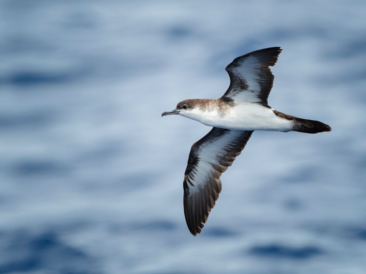 Photo of Sargasso Shearwater flying over open water.