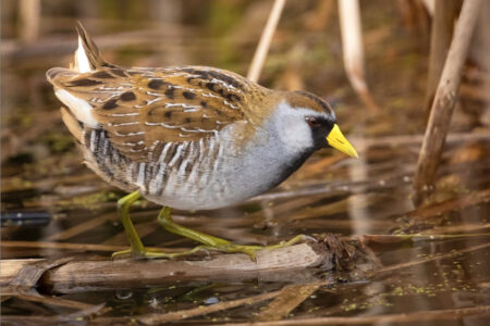 Sora, a small round rail with gray underparts, brown wings and back, a yellow bill and black mask on the face