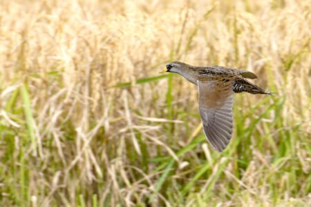 Flying Sora, a rail with gray and brown wings open in flight and a yellow bill 
