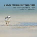 A Haven for Migratory Shorebirds: A New Film Celebrates the Wetlands of the Turks and Caicos Islands