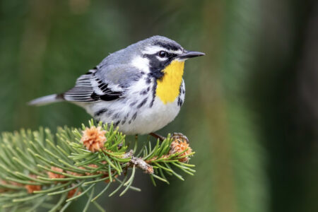 A yellow-throated warbler perched on a pine branch