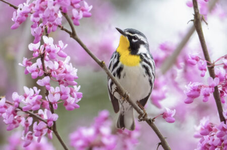 A small bird with a yellow throat perch on a twig with pink blossom.