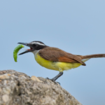 Sweet, Sweet T&T: BirdsCaribbean Photo Contest 2026 Winners Show Love for Our Host Country