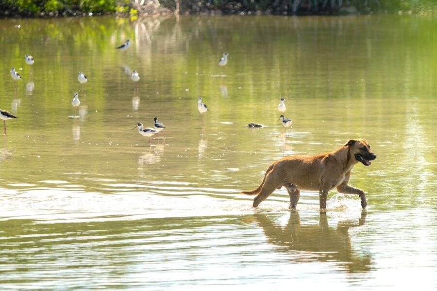 Photo of a medium sized, short haired dog walking through a pond with Black-necked Stilts. 