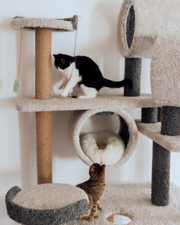 Photo of two cats playing on a cat tree. 