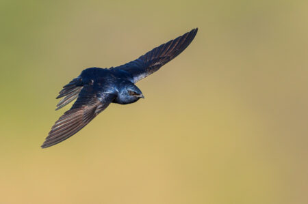 Flying Purple Martin, glossy blue bird flying