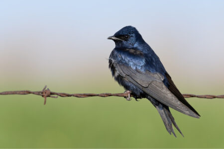 Male Purple Martin. Glossy blue bird perched