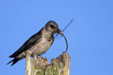 Female or immature Purple Martin. Small swallow-like bird perched on a post eating a dragonfly