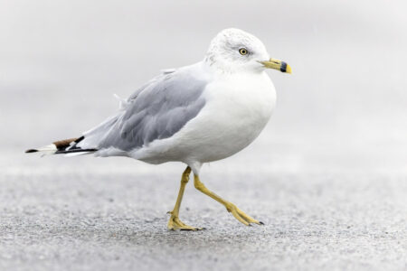 Ring-billed Gull. White gull with gray wings and back, and yellow bill with a black band. 