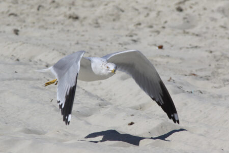 Ring-billed Gull flying. Gull with a white plumage and gray wings flying towards the photographer 