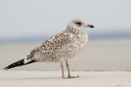 Juvenile Ring-billed Gull. Gull standing on Sand with yellow-ish legs and brown and white mottled plumage 