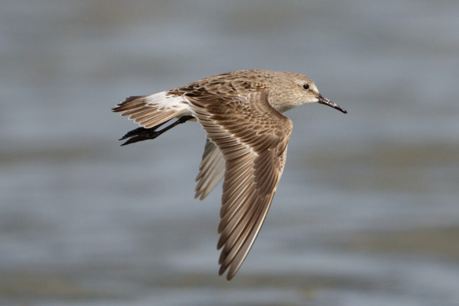 Shorebird in flight showing a white rump